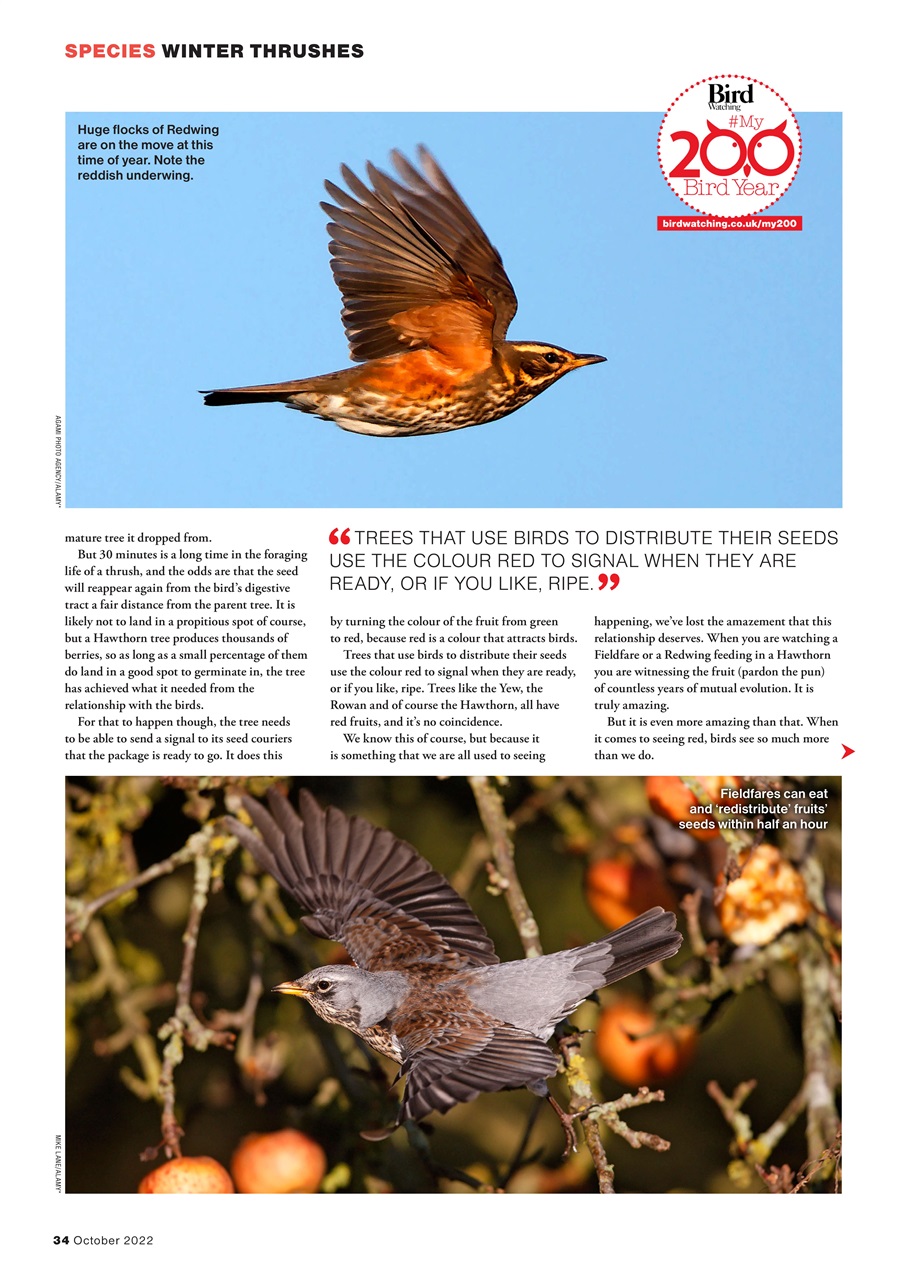 Bird Watching Preview Pages