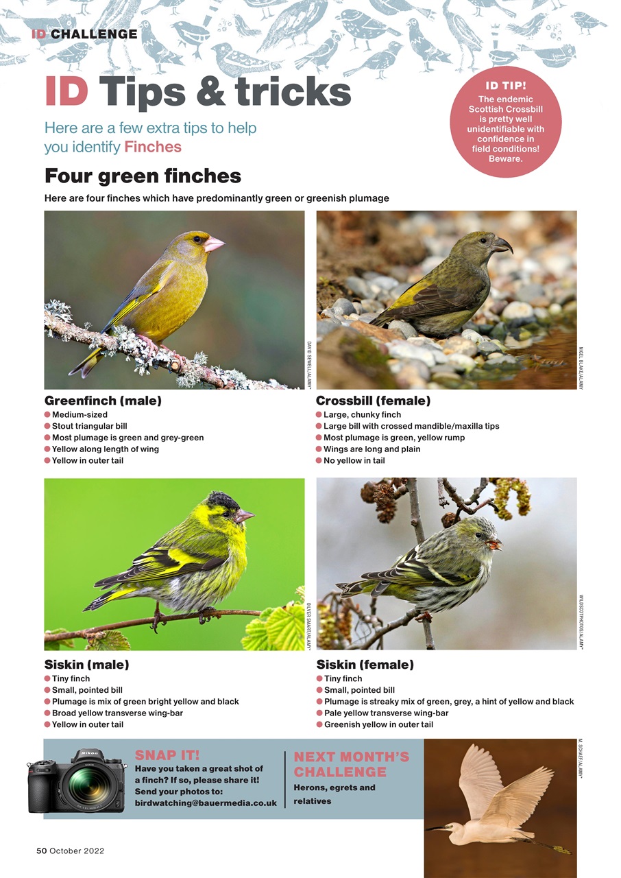Bird Watching Preview Pages