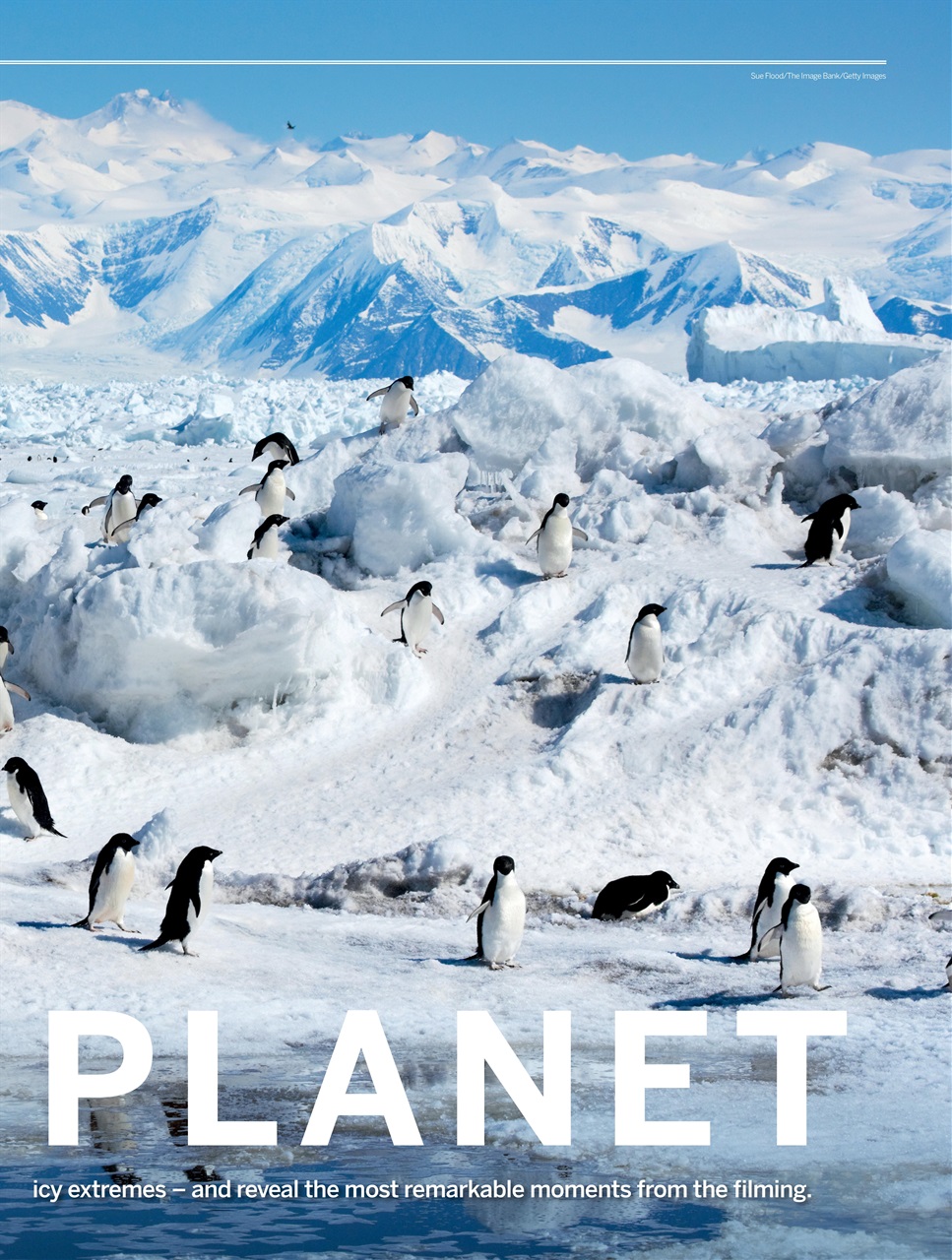 BBC Wildlife Magazine Preview Pages