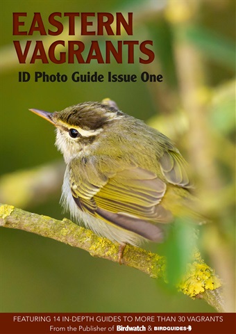 Eastern Vagrants issue Eastern Vagrants