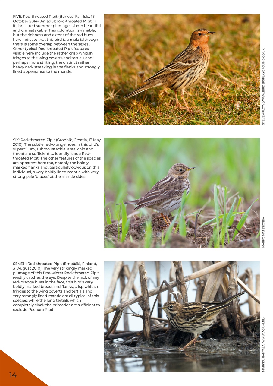 Birdwatch Magazine Preview Pages
