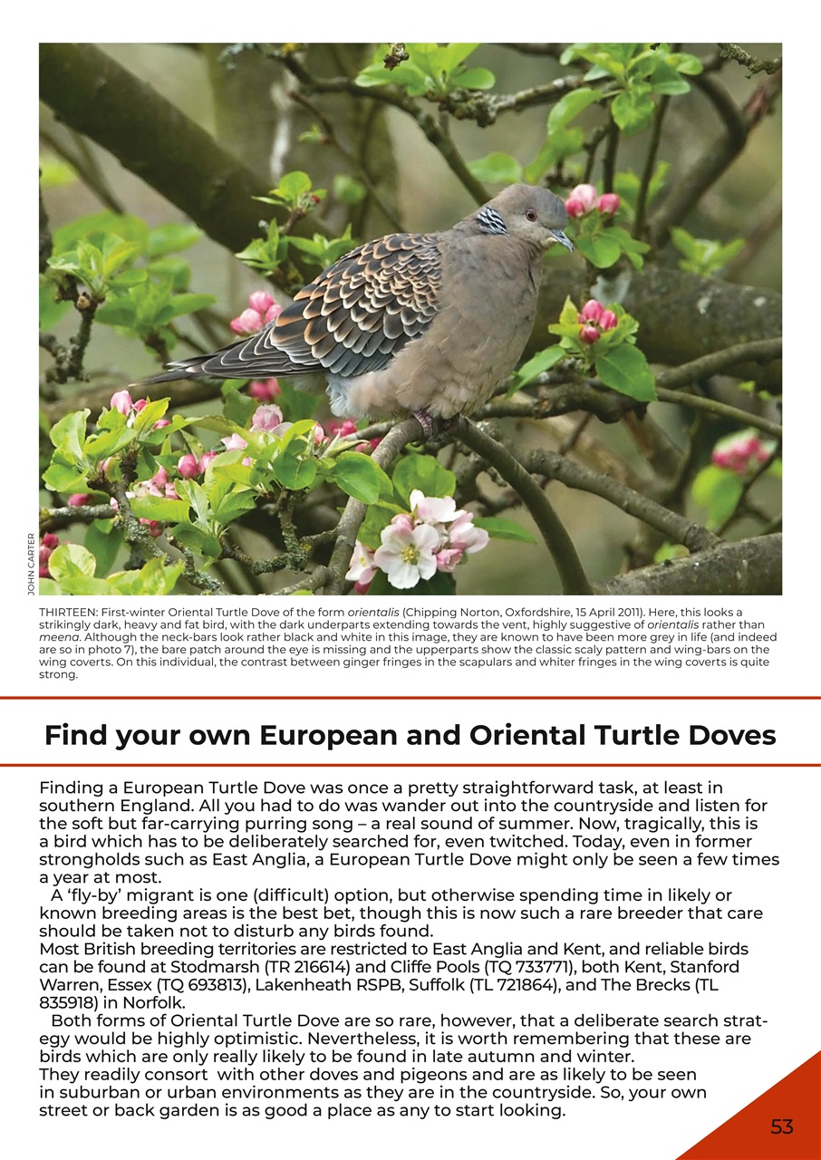 Birdwatch Magazine Preview Pages