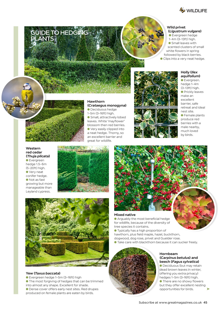 Garden Answers Preview Pages