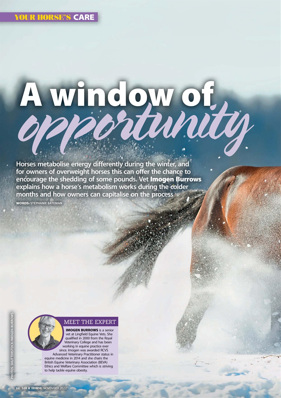 Your Horse Preview Pages