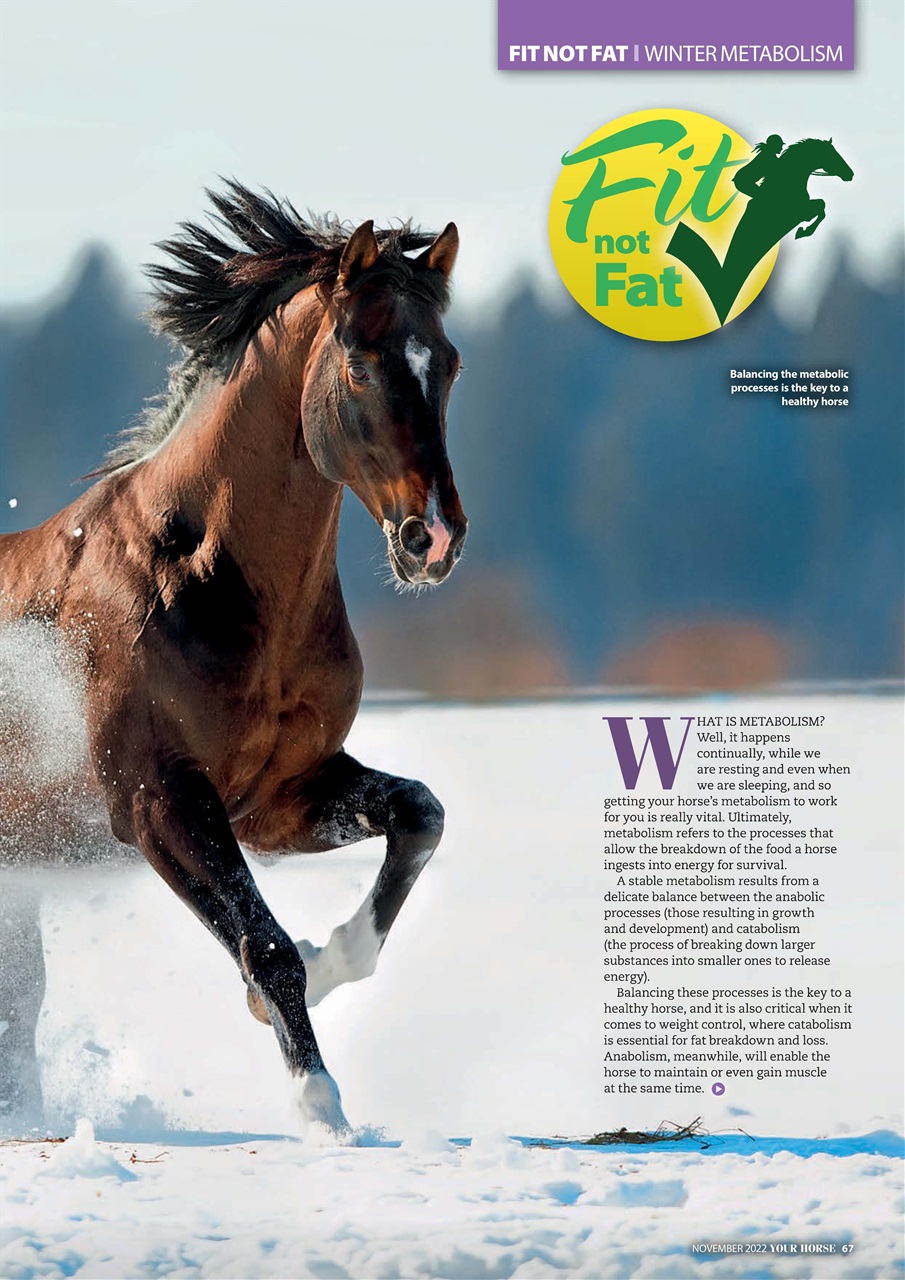 Your Horse Preview Pages