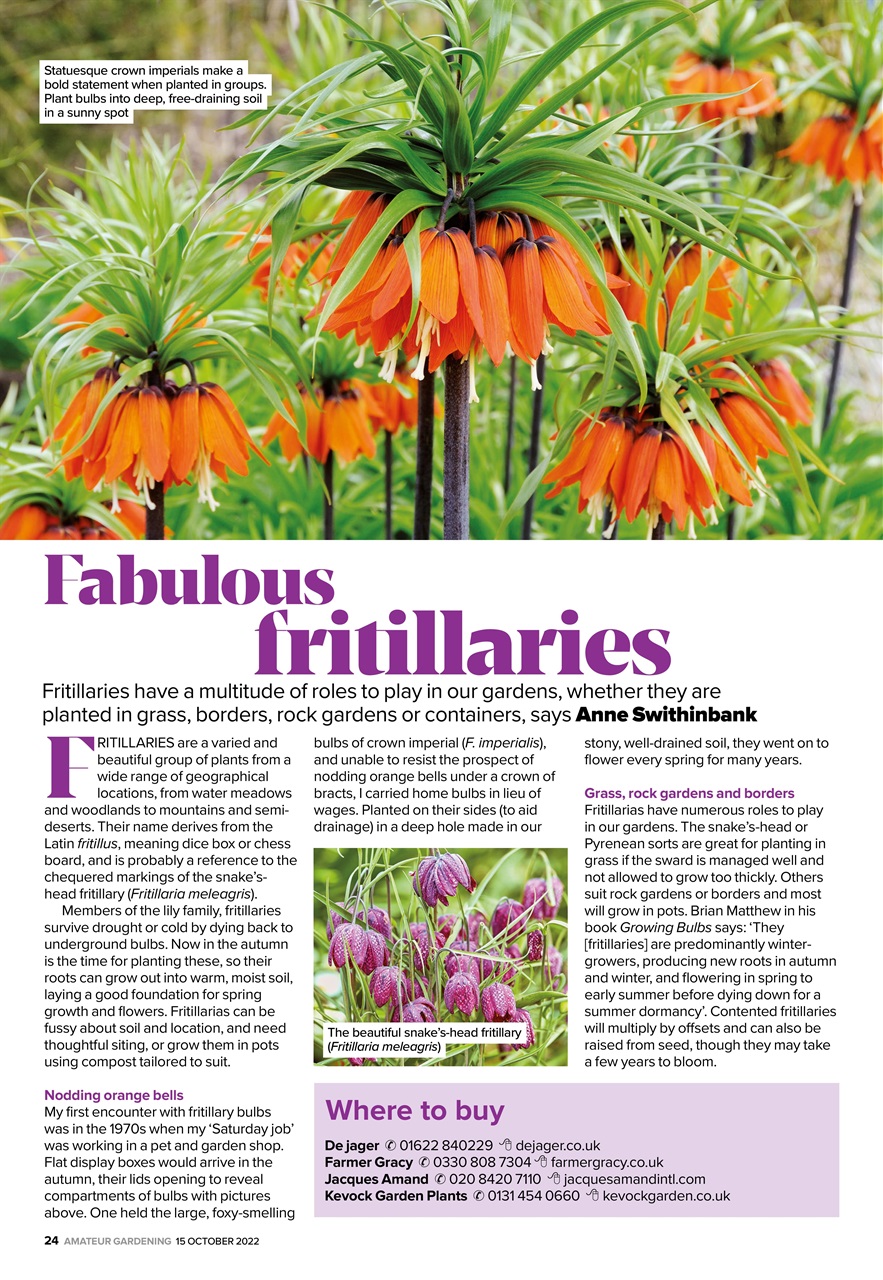 Amateur Gardening Preview Pages