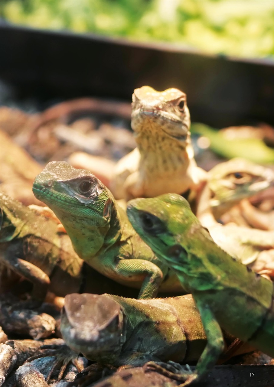 Exotics Keeper Preview Pages