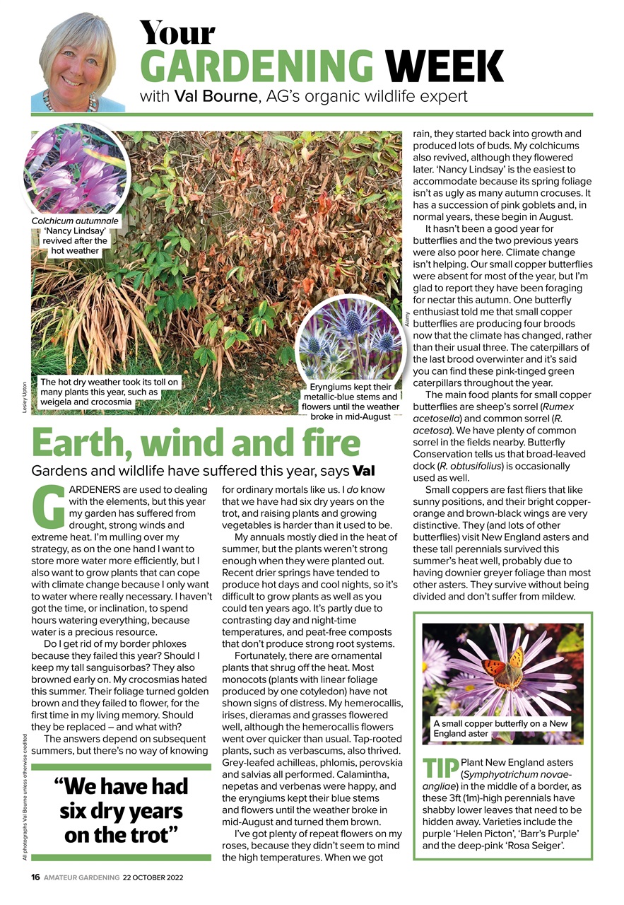 Amateur Gardening Preview Pages