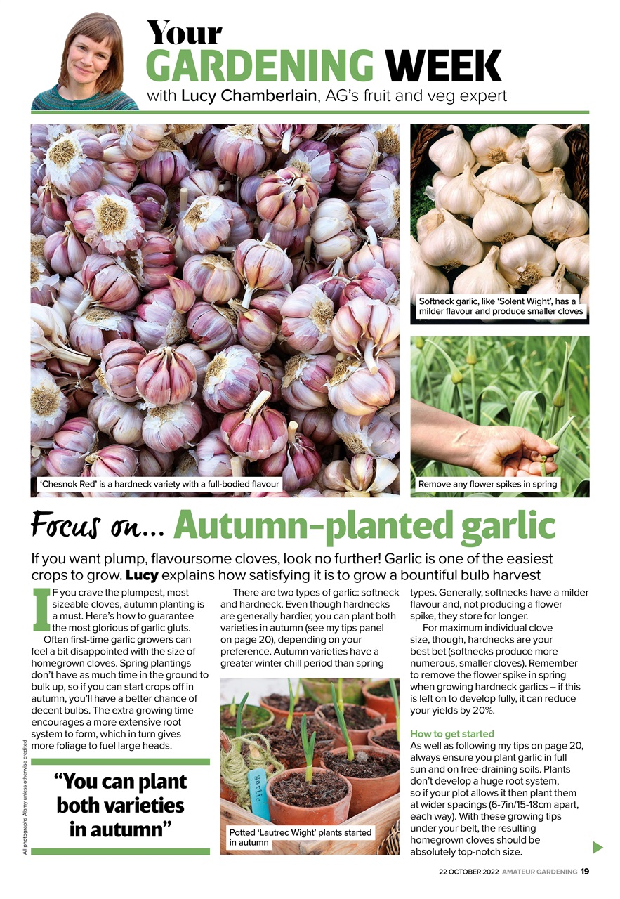 Amateur Gardening Preview Pages