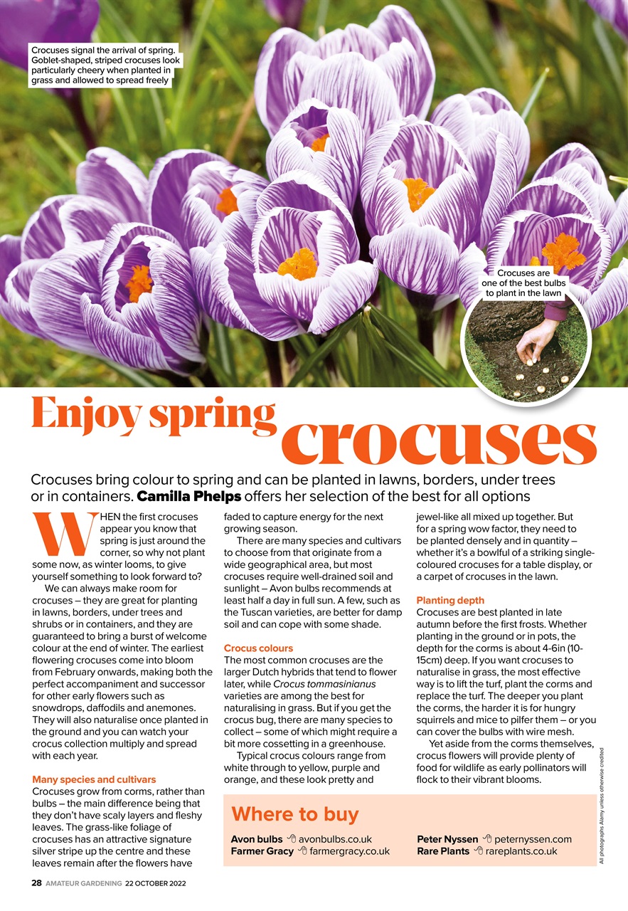 Amateur Gardening Preview Pages