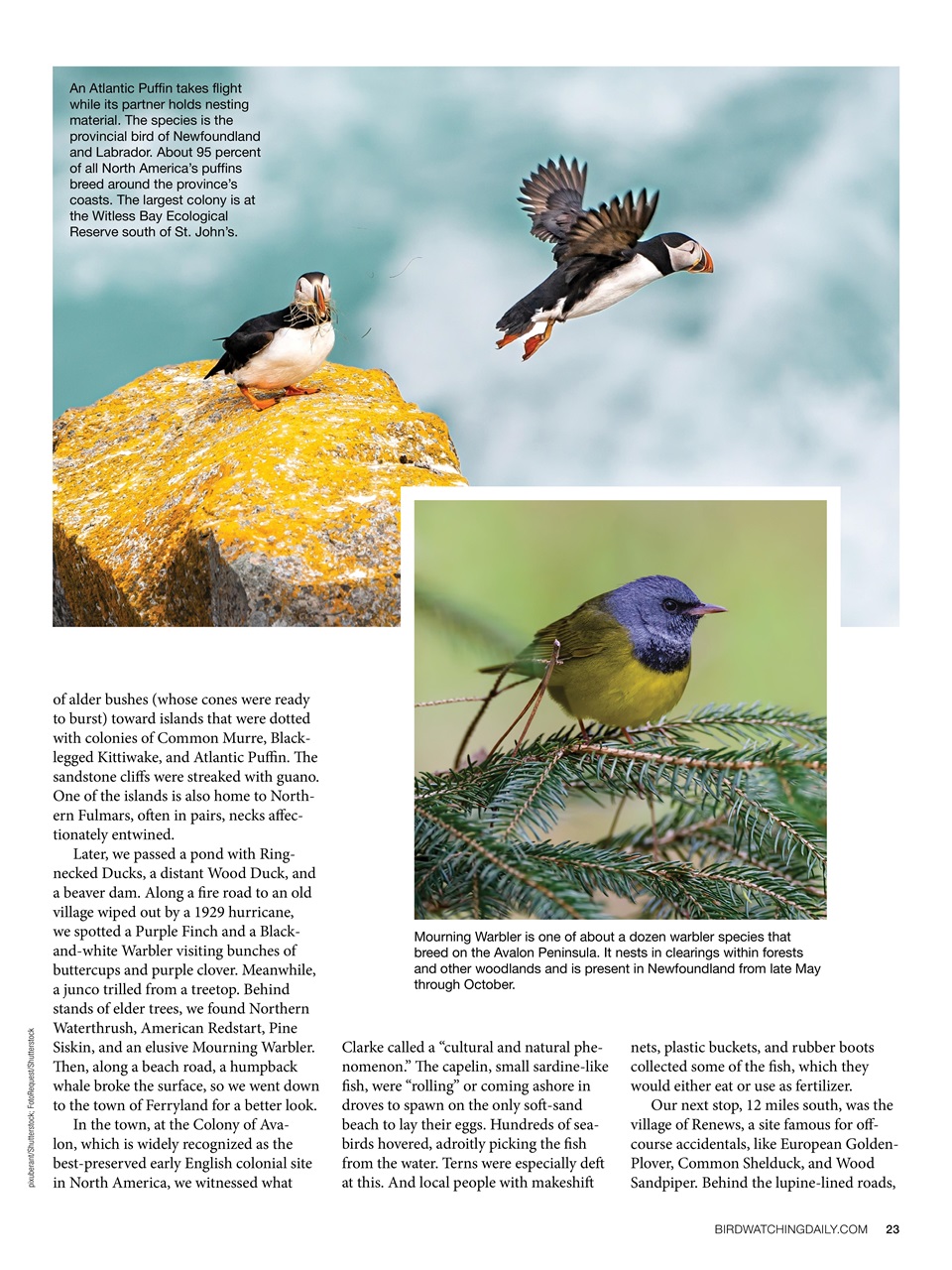 BirdWatching Preview Pages