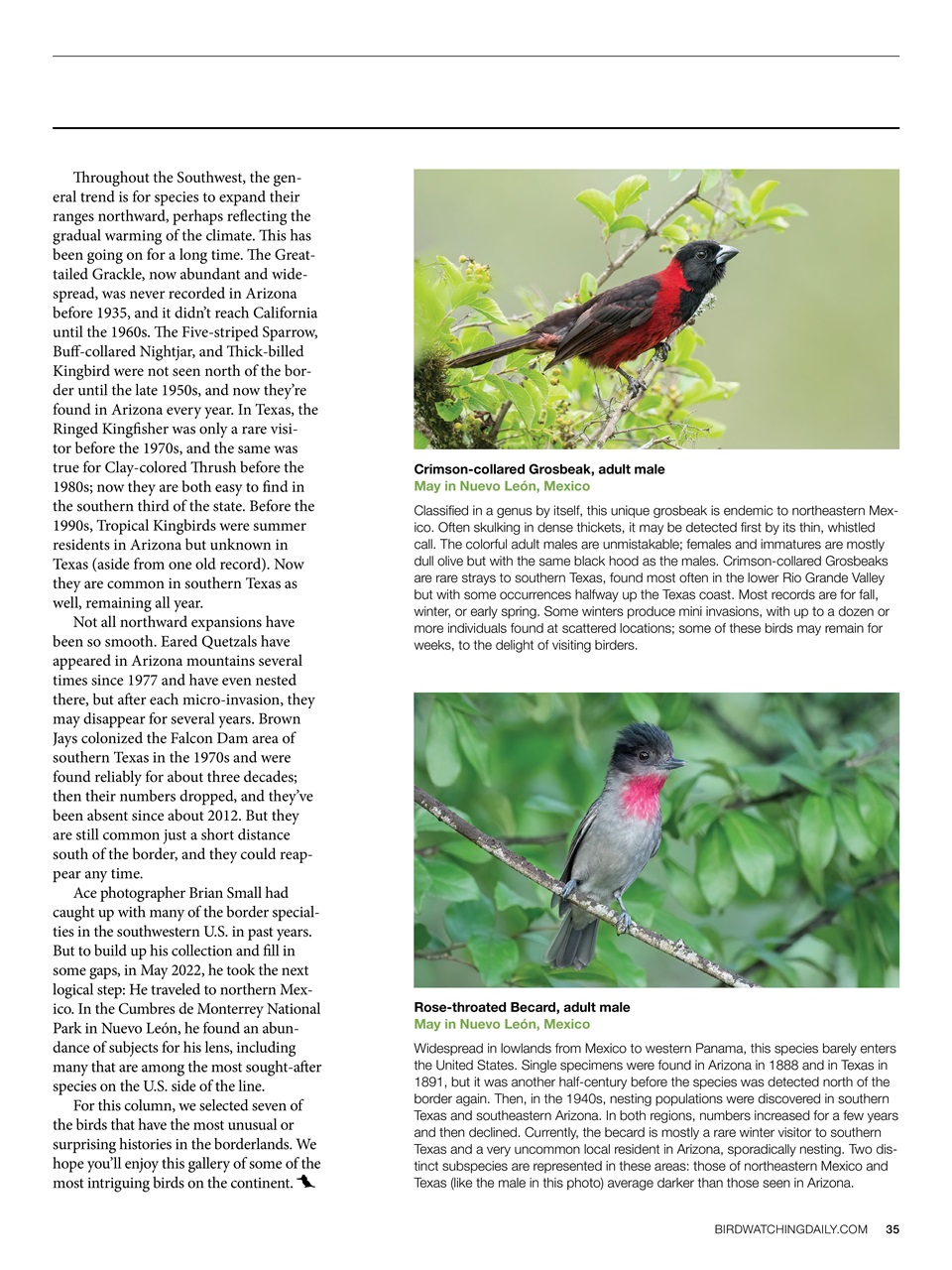 BirdWatching Preview Pages