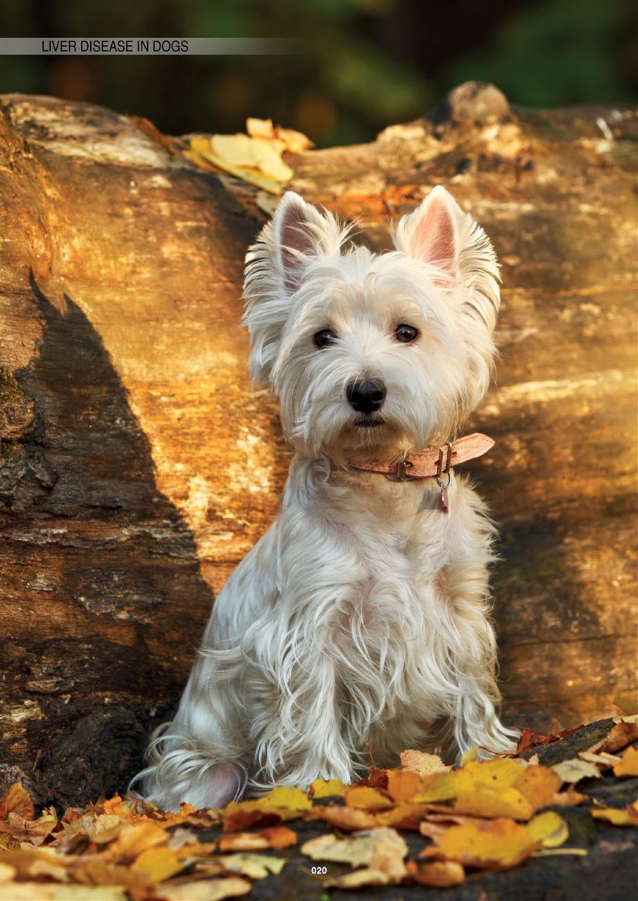 Edition Dog Preview Pages