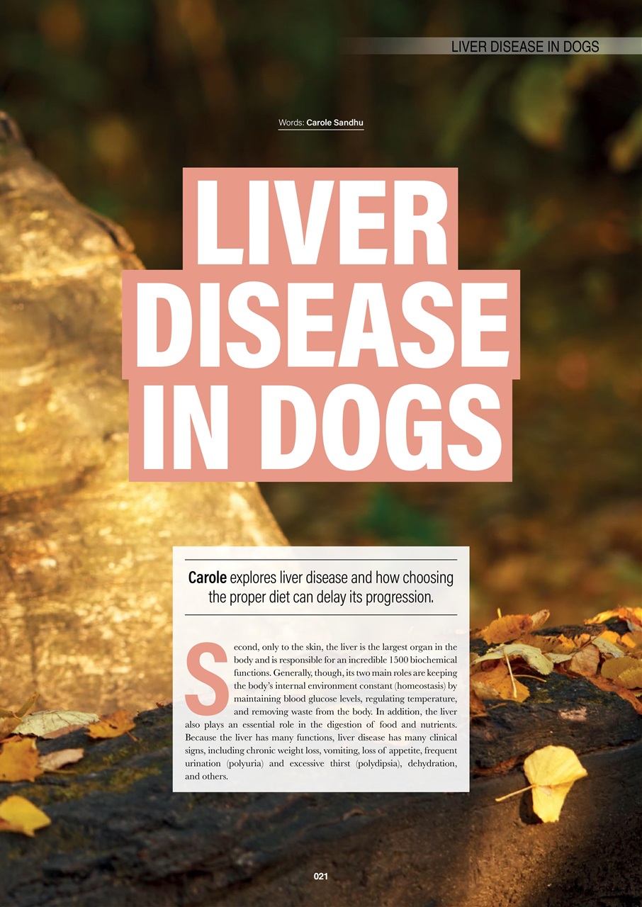 Edition Dog Preview Pages