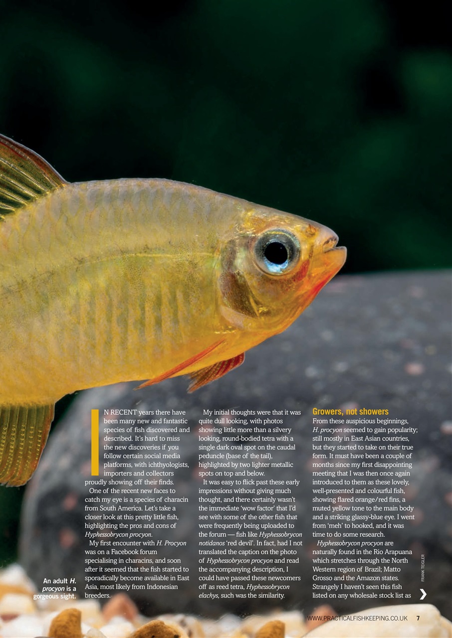 Practical Fishkeeping Preview Pages