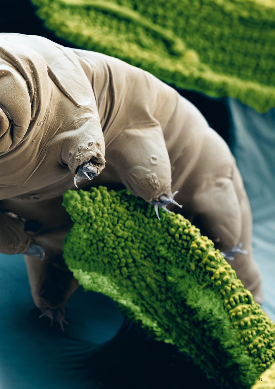 What on Earth! Magazine Preview Pages