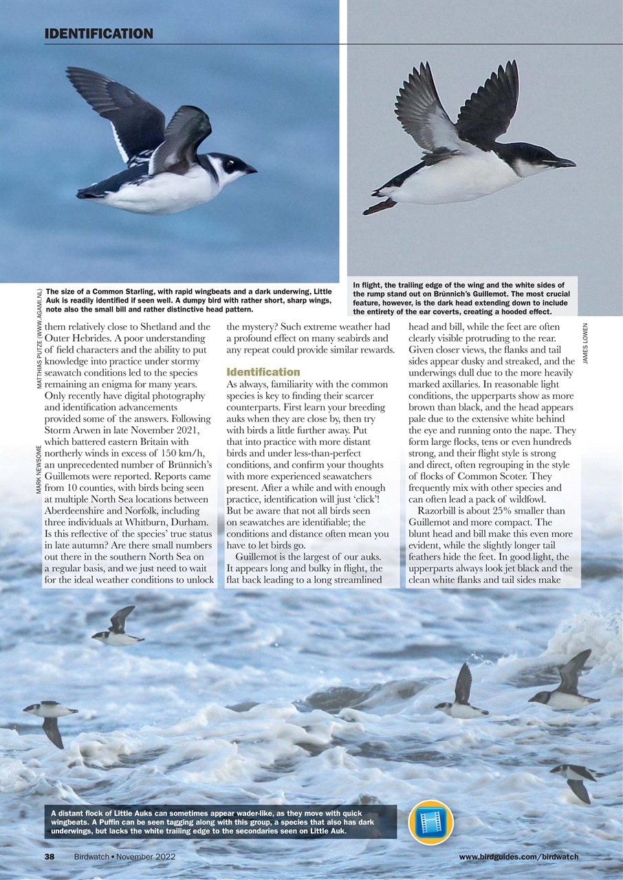 Birdwatch Magazine Preview Pages