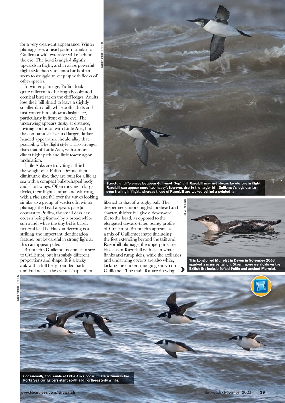 Birdwatch Magazine Preview Pages