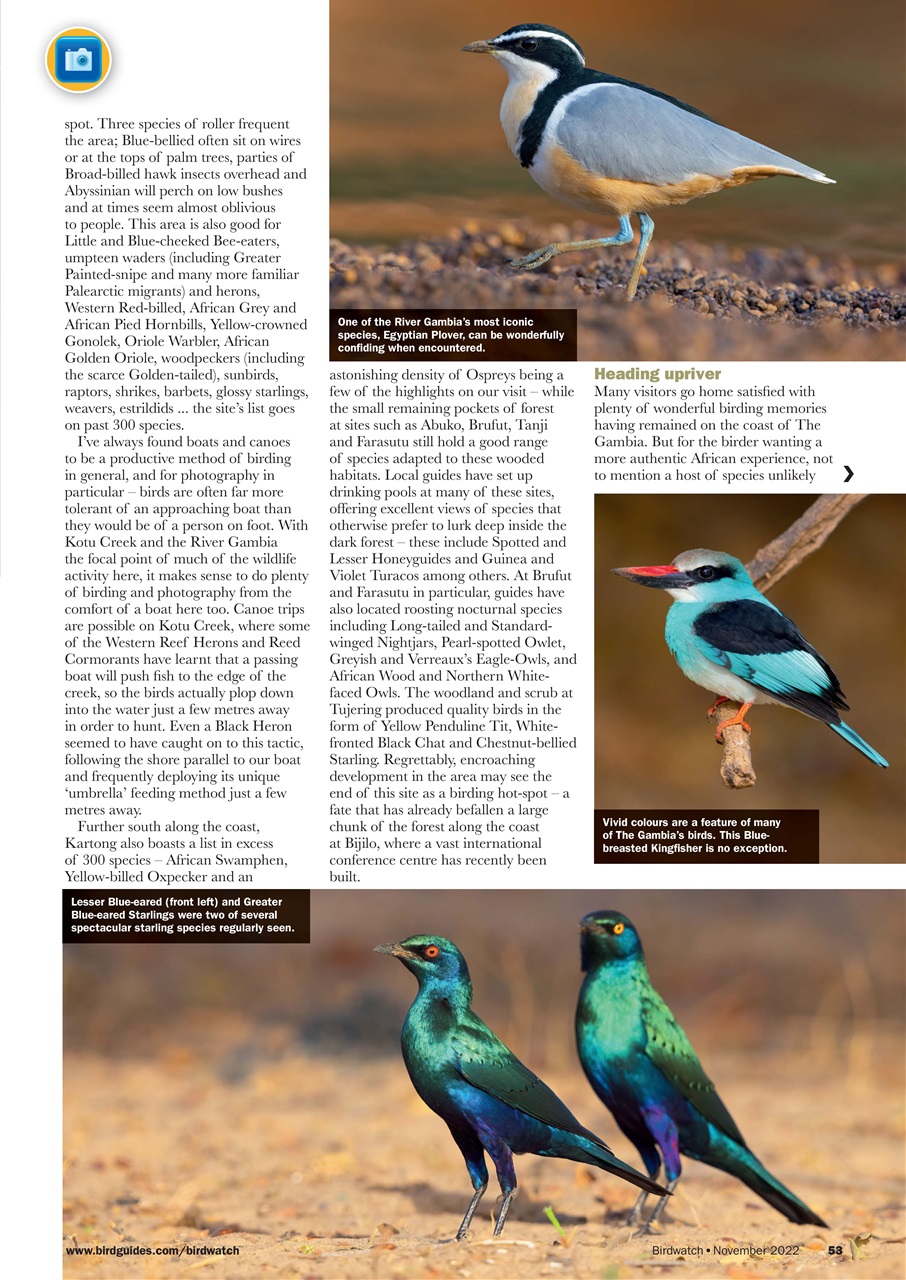 Birdwatch Magazine Preview Pages