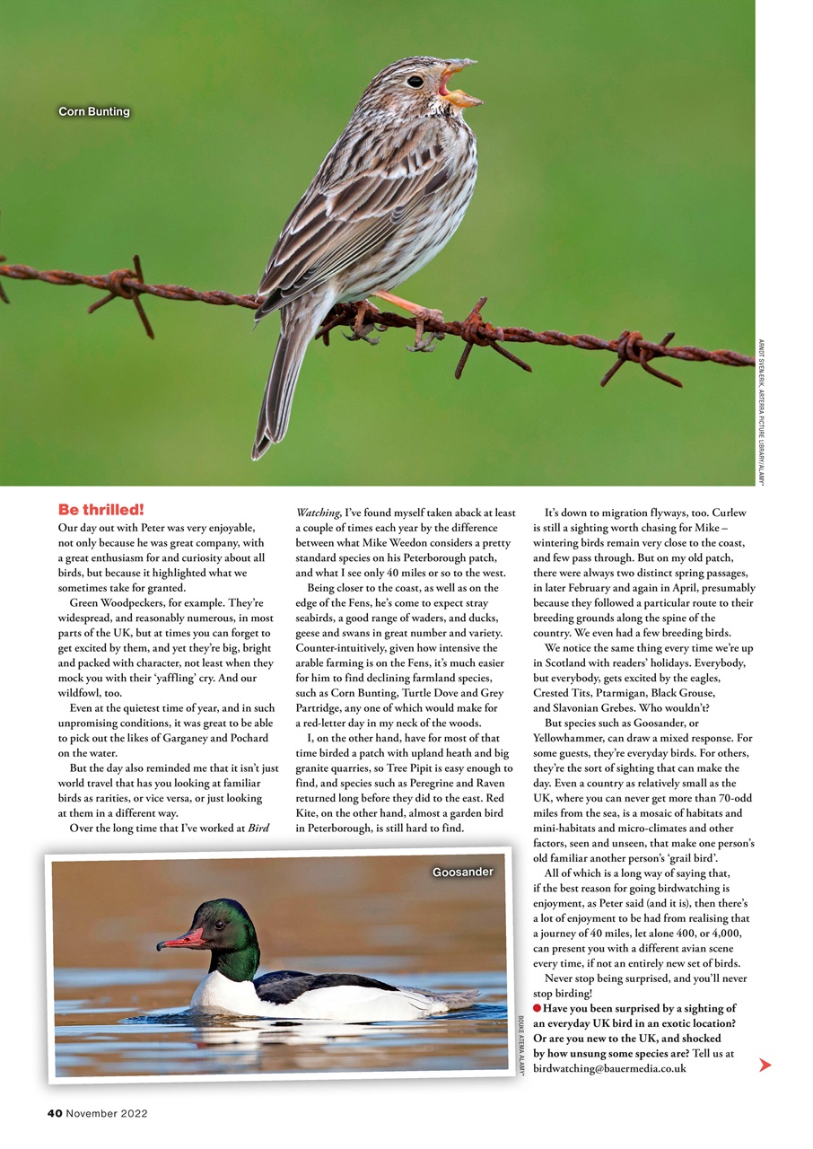 Bird Watching Preview Pages
