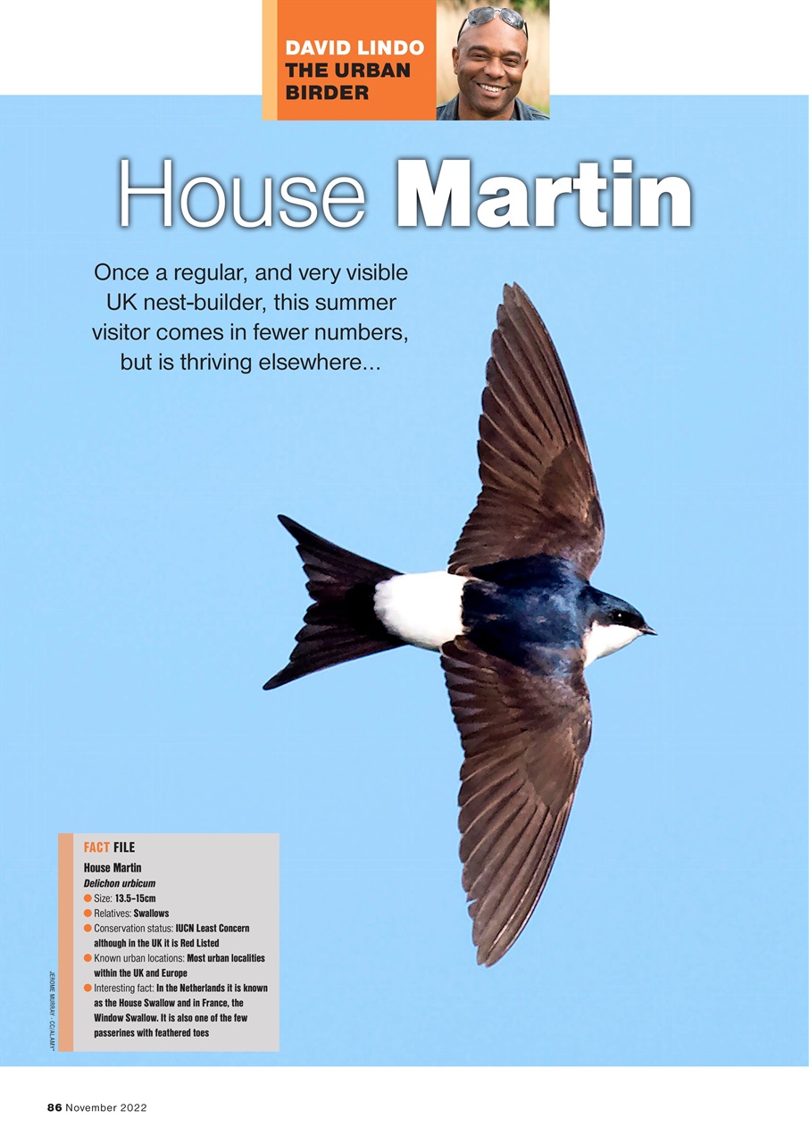 Bird Watching Preview Pages