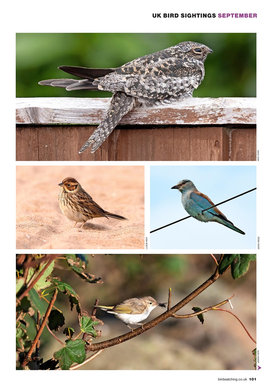 Bird Watching Preview Pages