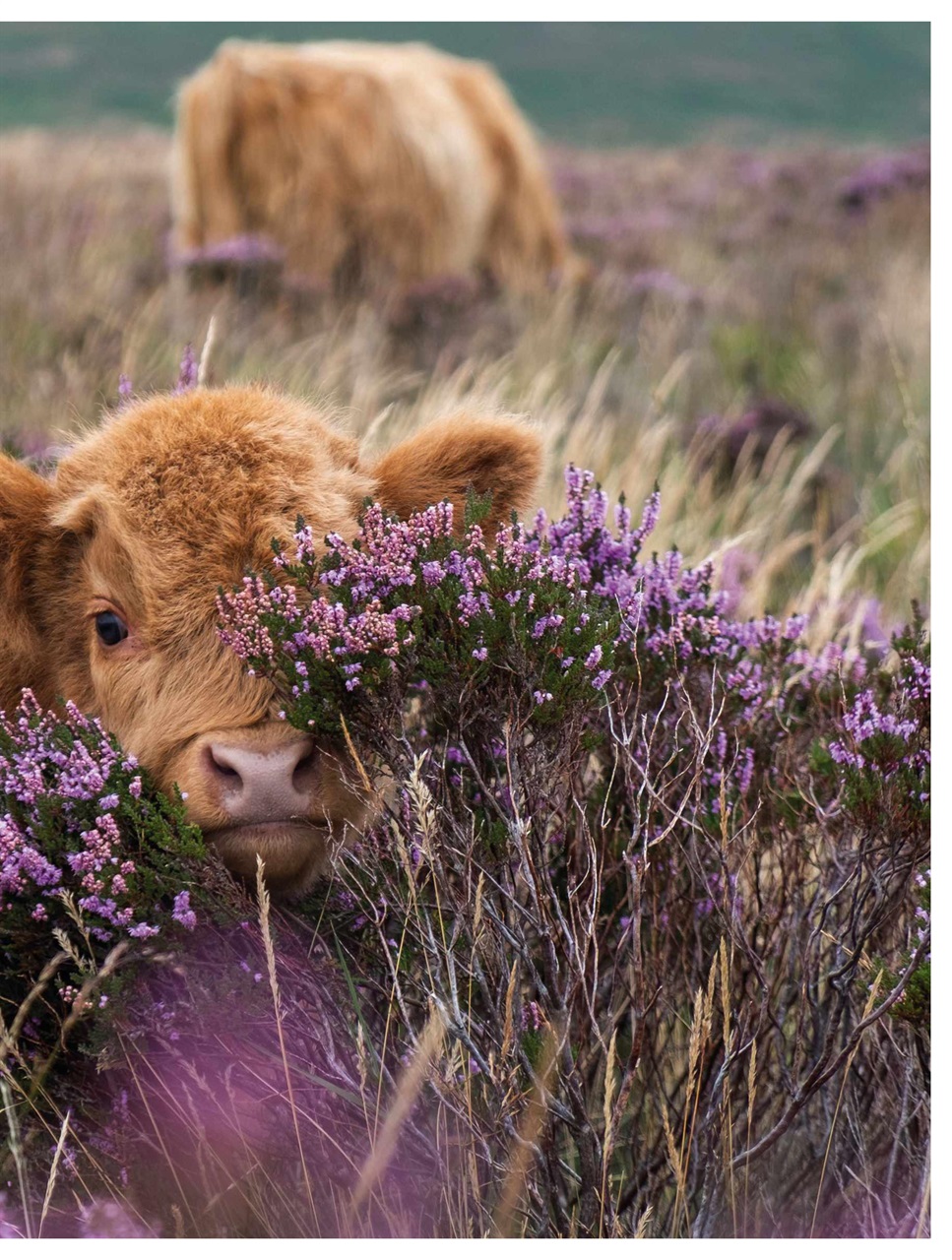 BBC Countryfile Magazine Preview Pages