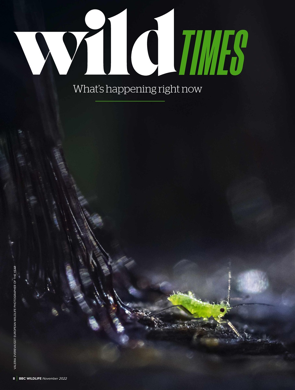 BBC Wildlife Magazine Preview Pages