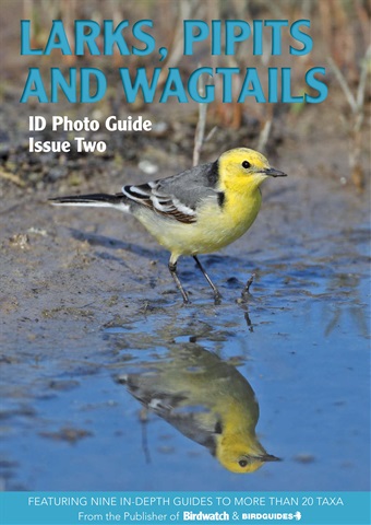 Larks, Pipits and Wagtails issue Larks, Pipits and Wagtails