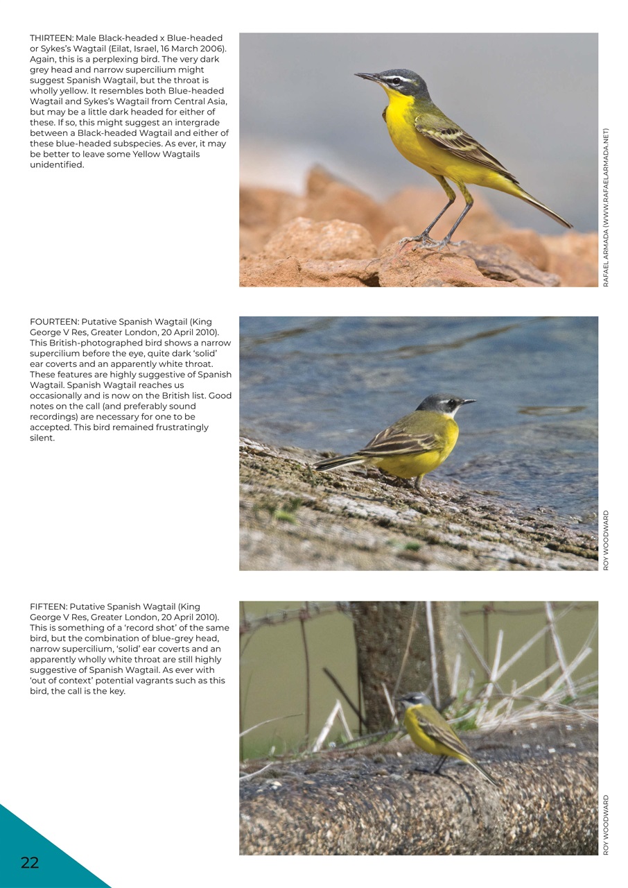 Birdwatch Magazine Preview Pages