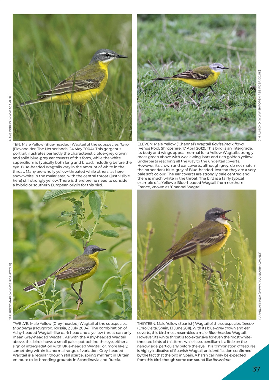 Birdwatch Magazine Preview Pages