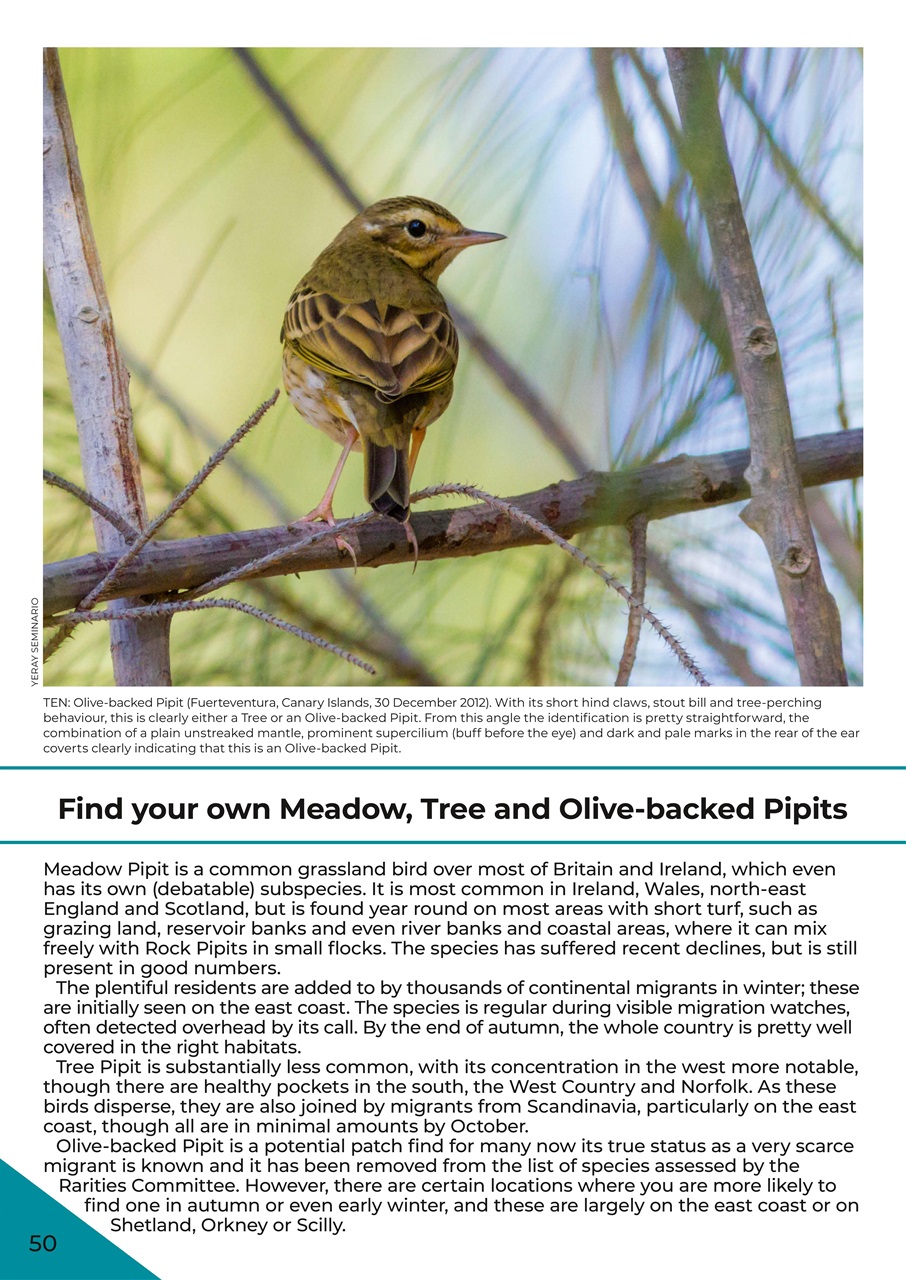 Birdwatch Magazine Preview Pages