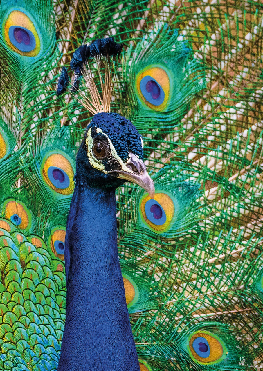 Exotics Keeper Preview Pages