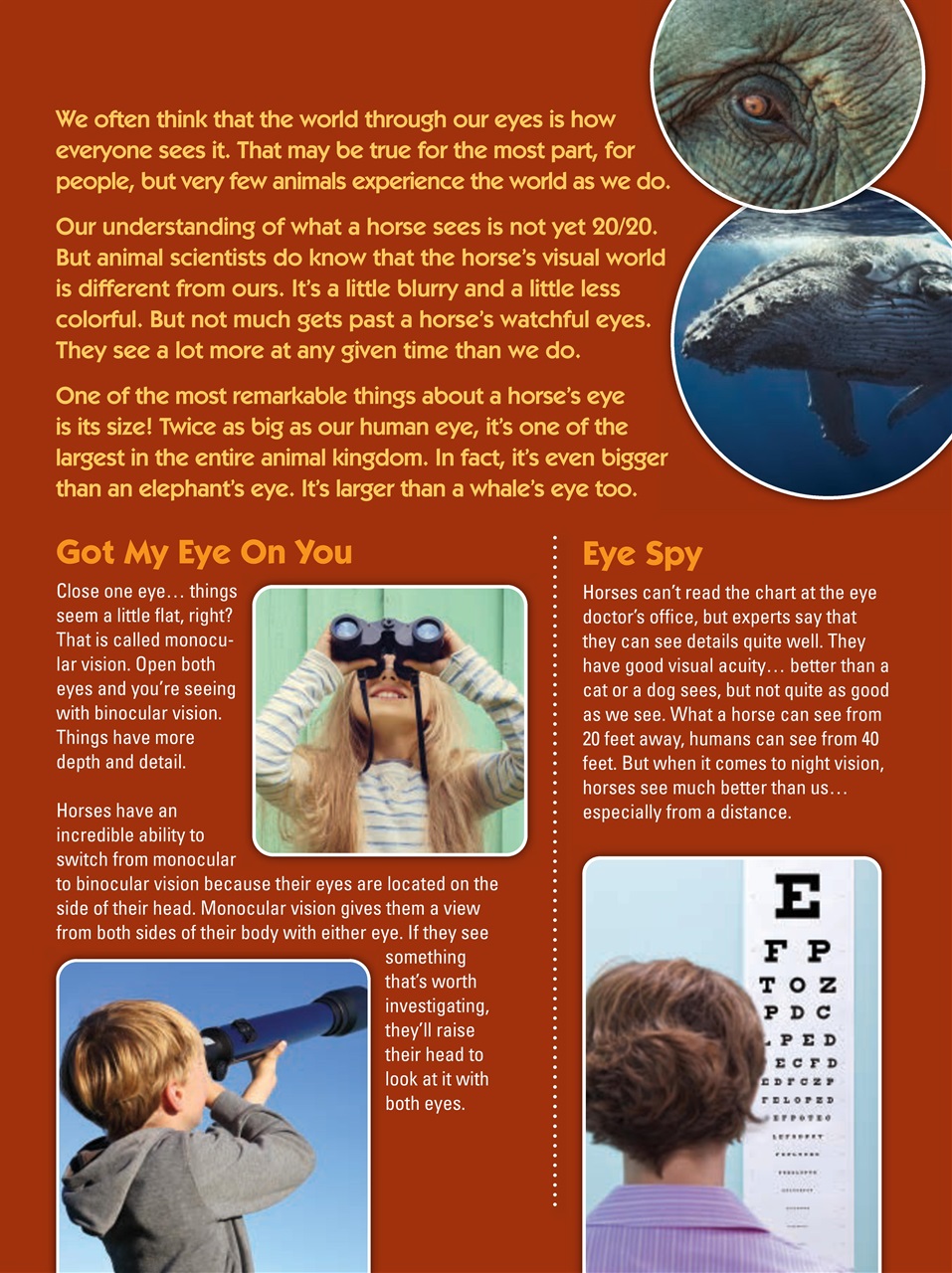 Blaze Magazine For Horse Crazy Kids Preview Pages