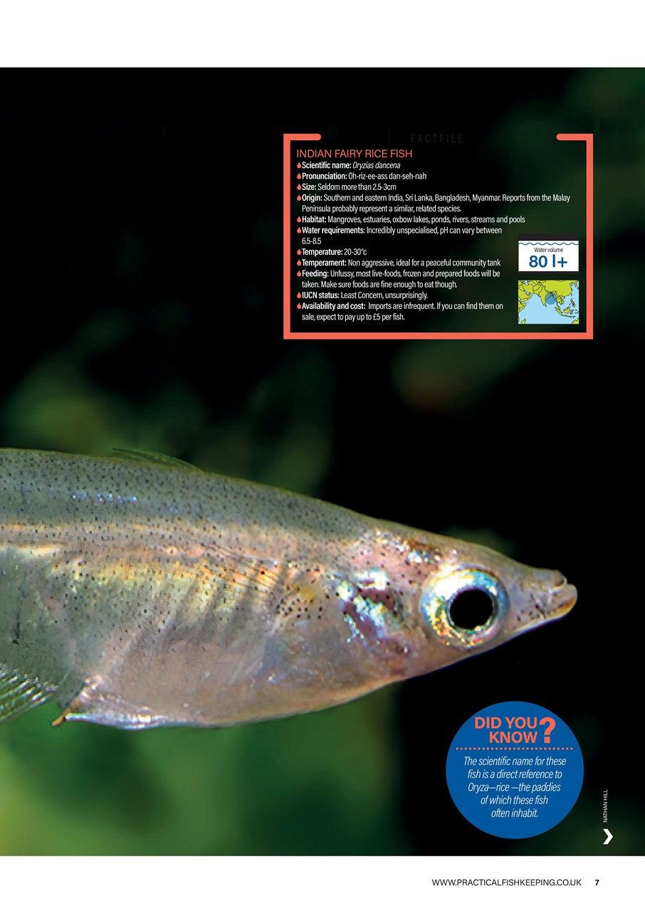 Practical Fishkeeping Preview Pages