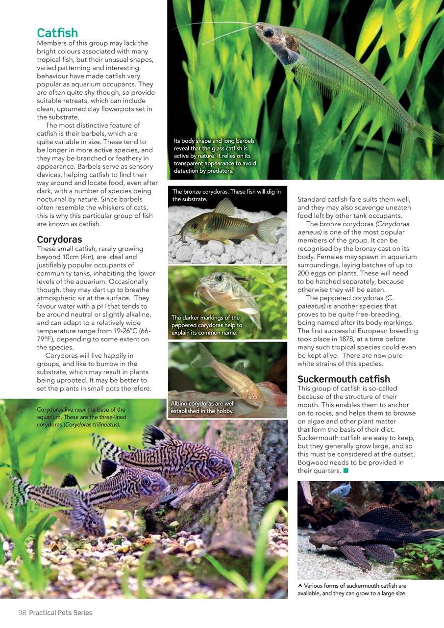 Practical Reptile Keeping Preview Pages