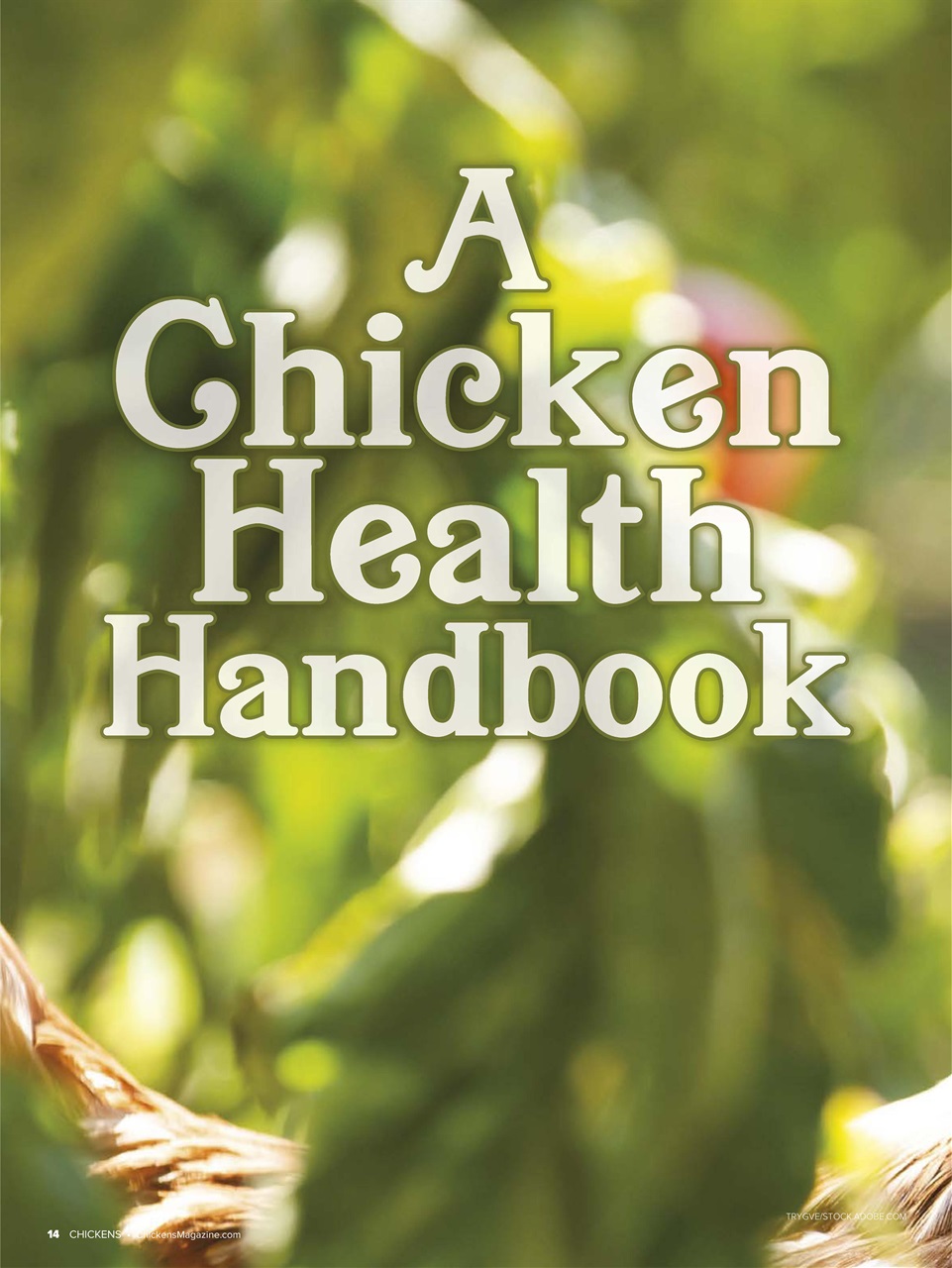 Chickens Magazine Preview Pages