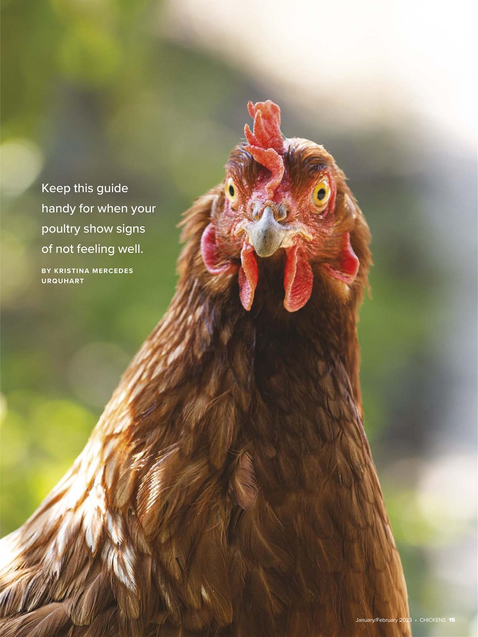 Chickens Magazine Preview Pages