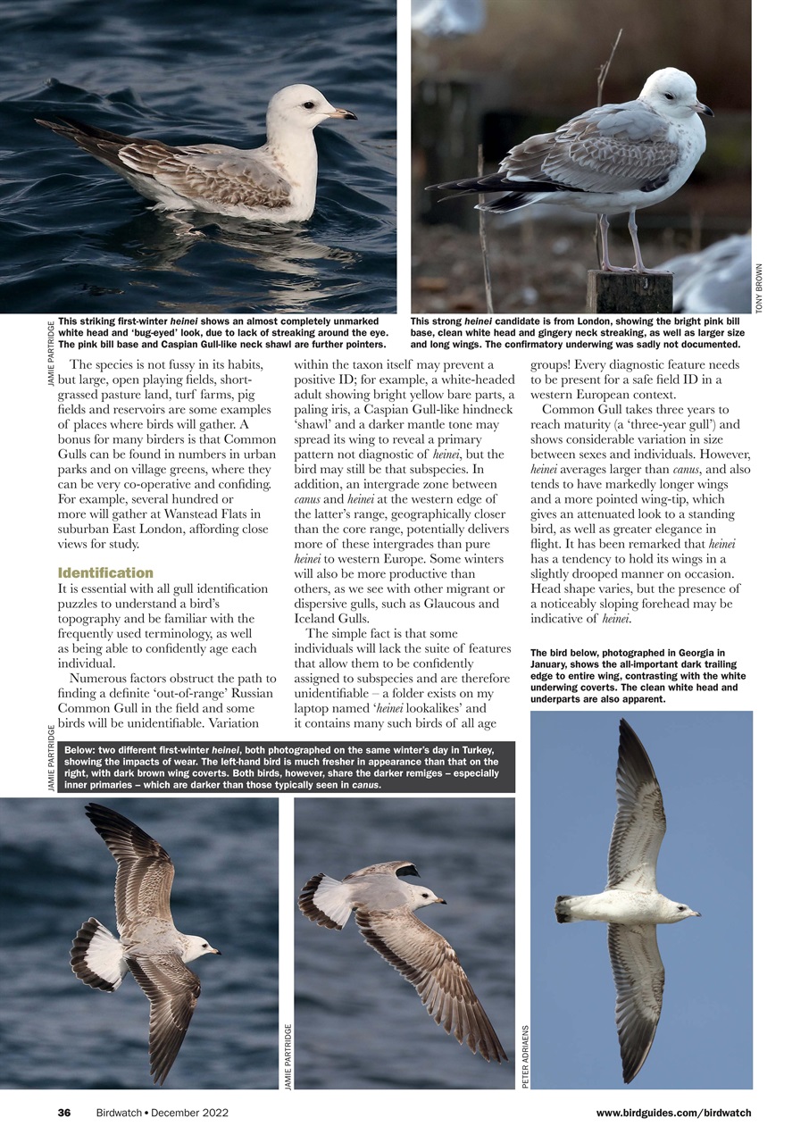 Birdwatch Magazine Preview Pages