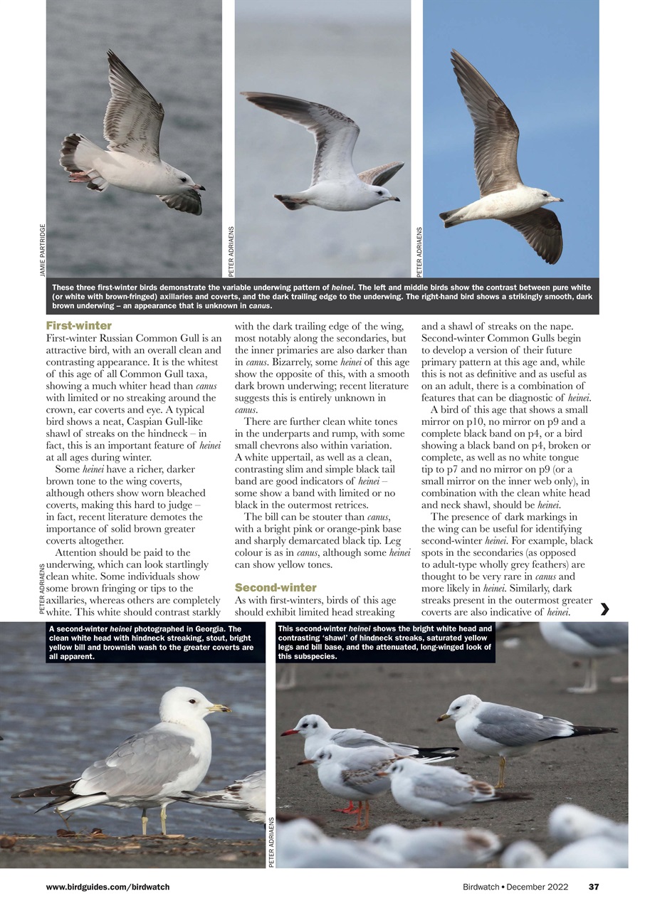 Birdwatch Magazine Preview Pages