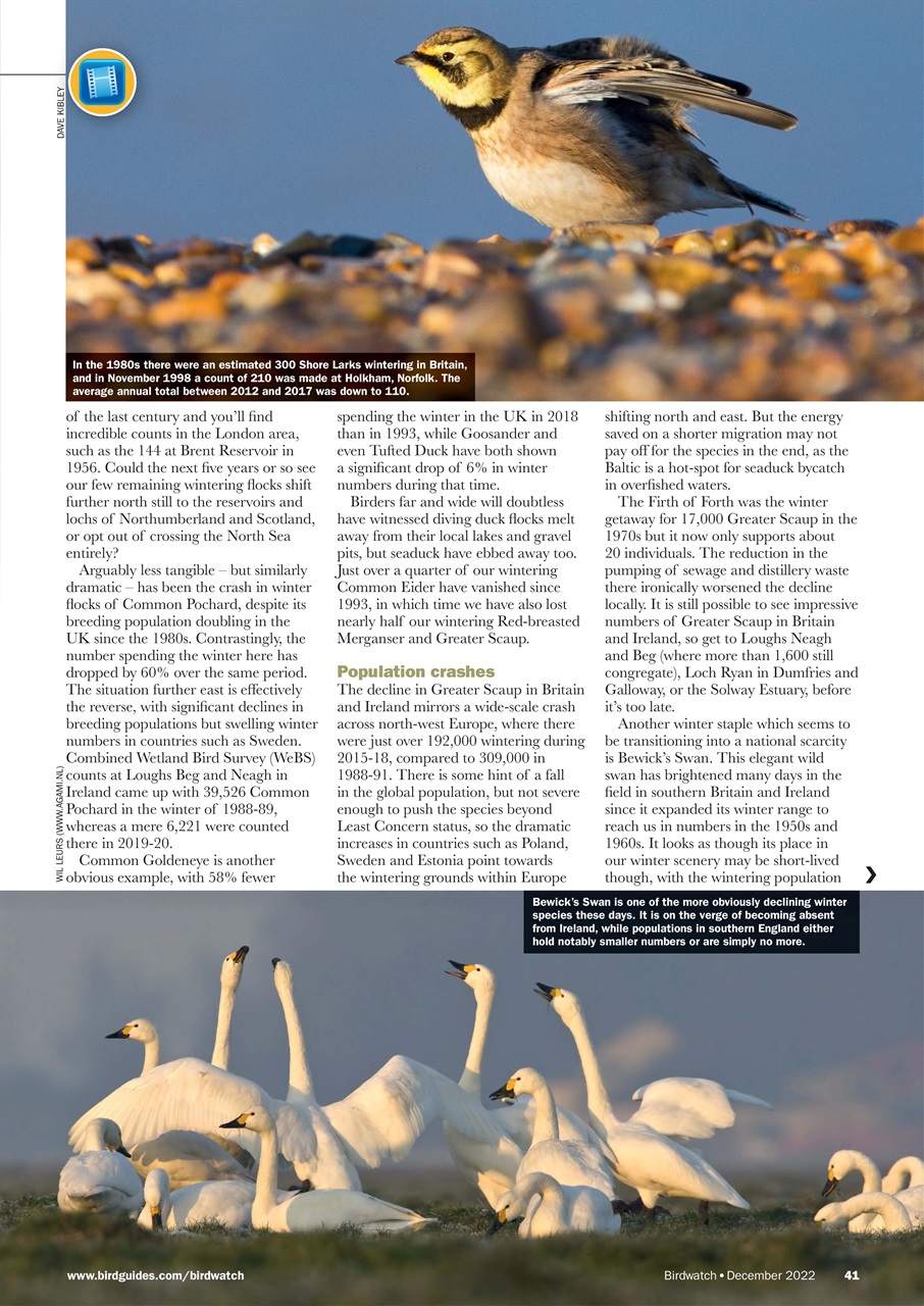 Birdwatch Magazine Preview Pages