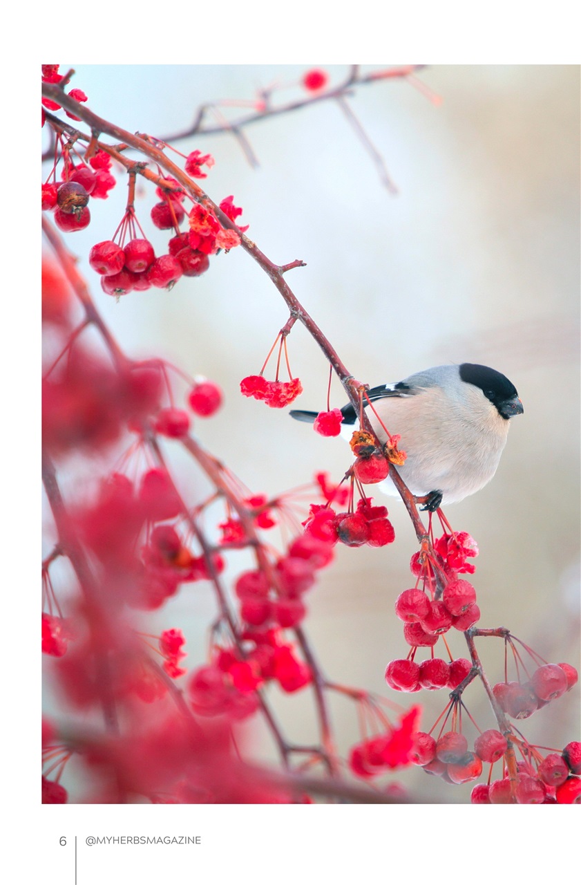 My Herbs Magazine Preview Pages