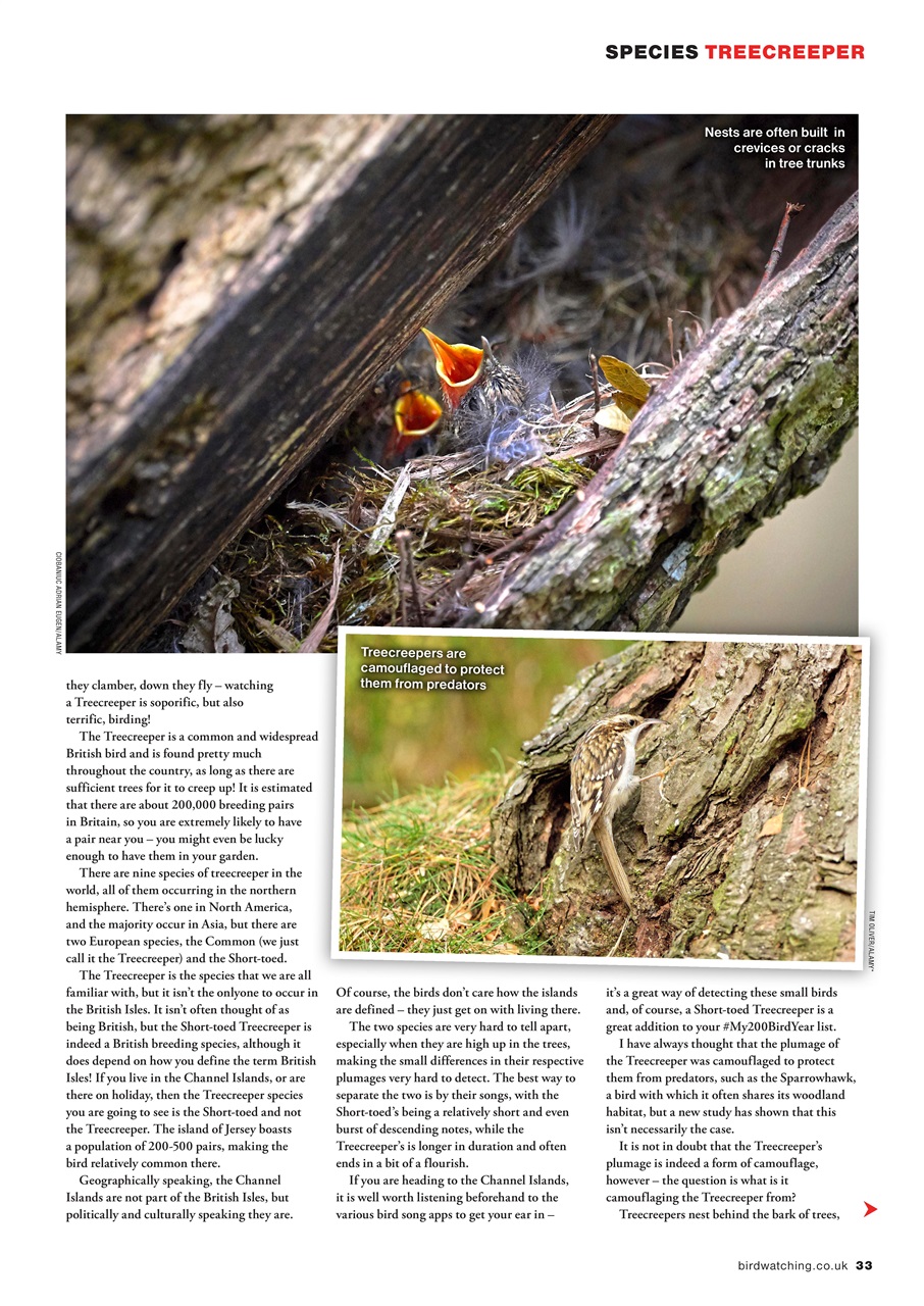Bird Watching Preview Pages