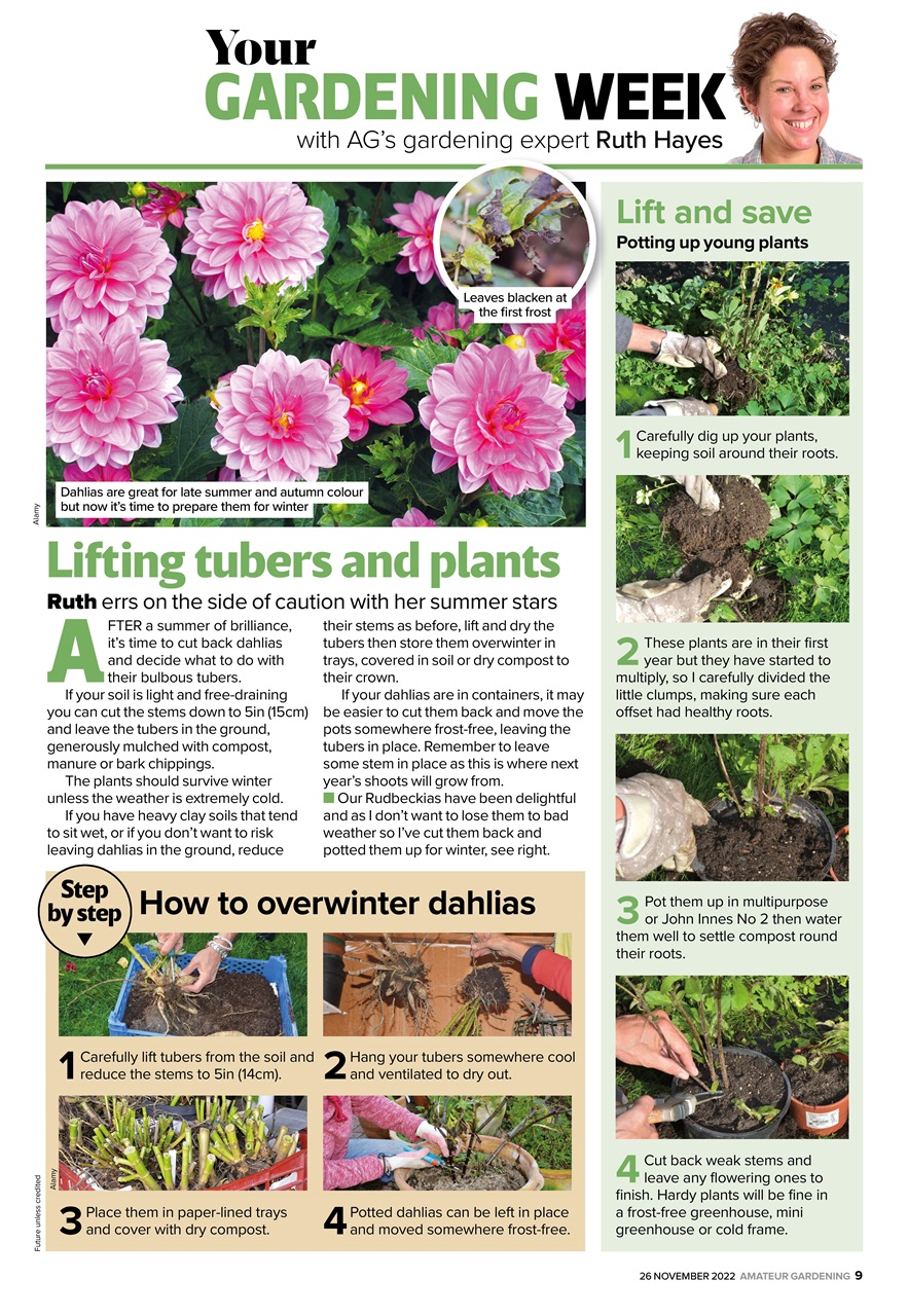 Amateur Gardening Preview Pages