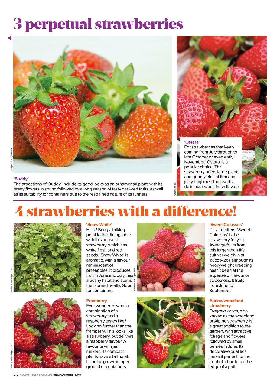 Amateur Gardening Preview Pages