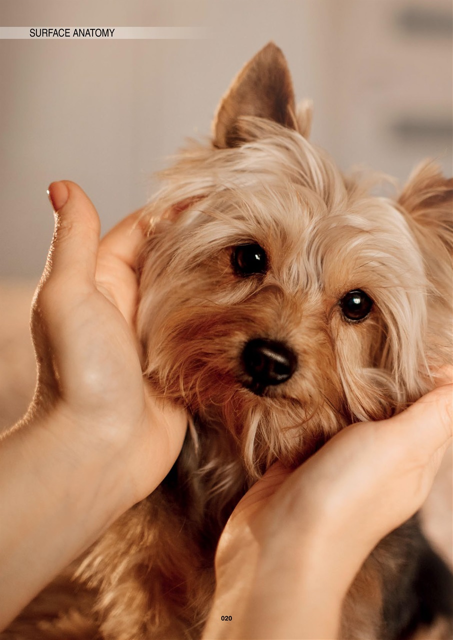 Edition Dog Preview Pages