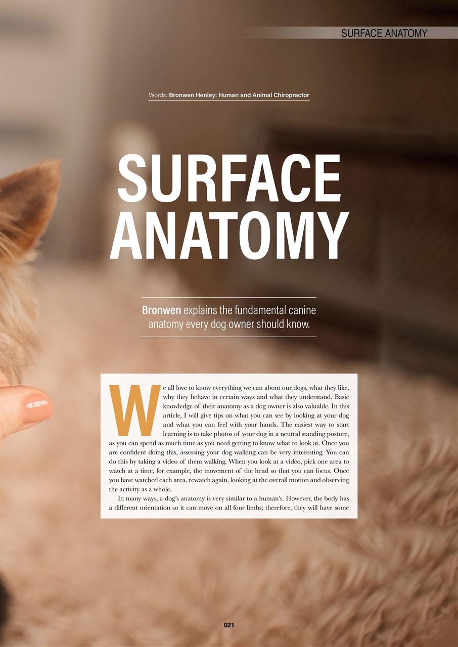 Edition Dog Preview Pages