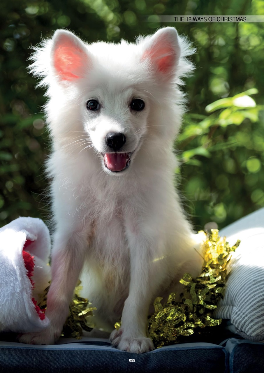 Edition Dog Preview Pages