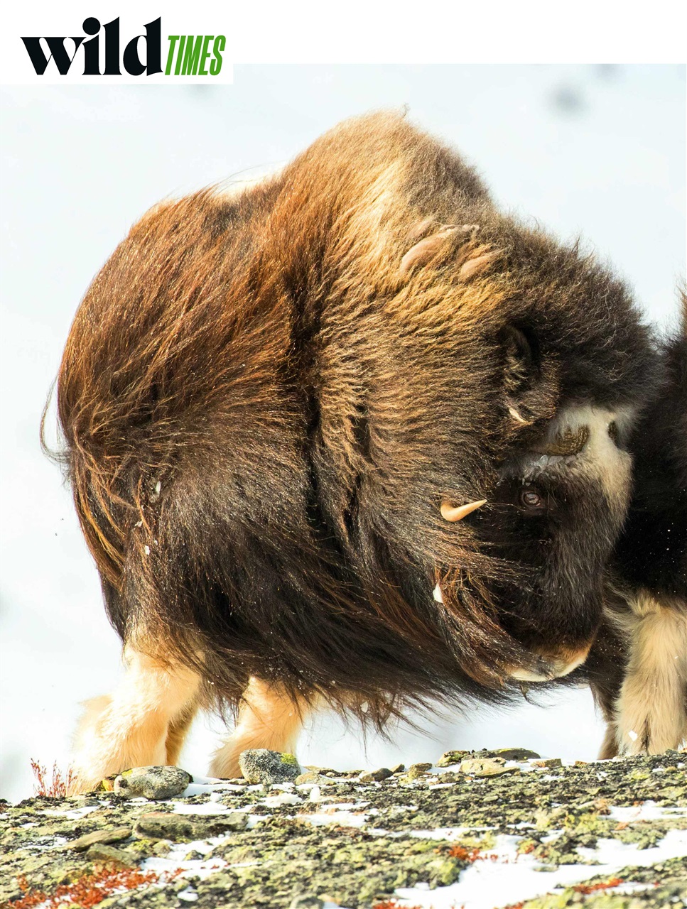 BBC Wildlife Magazine Preview Pages