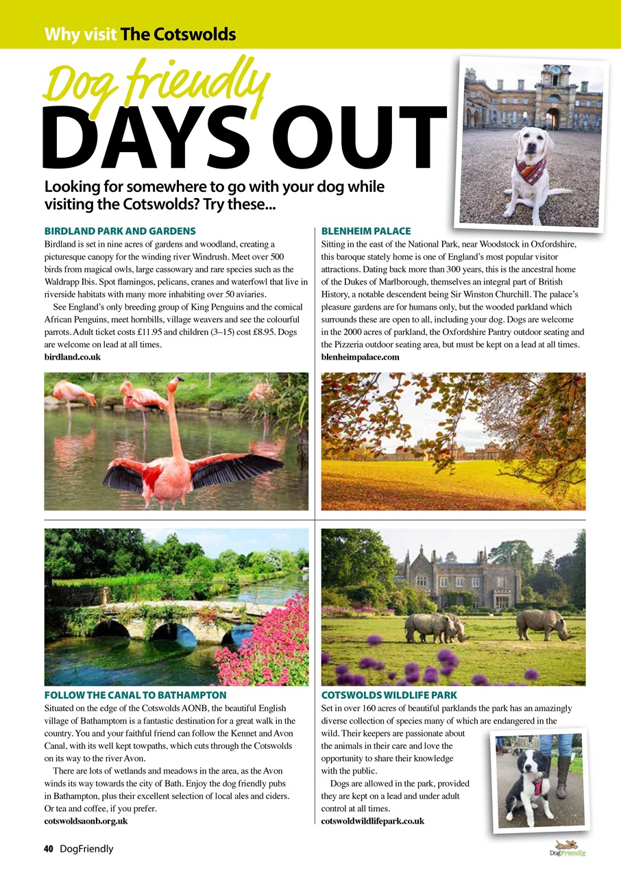 Dog Friendly Preview Pages